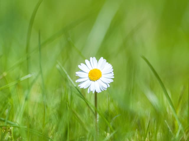 Wildflowers in a sunny meadow